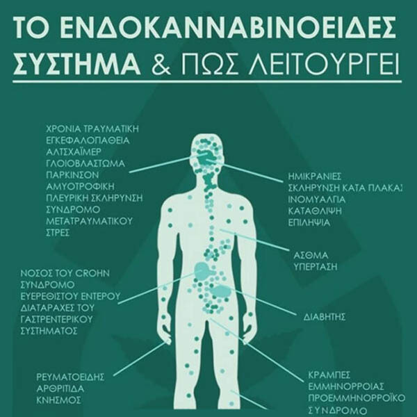 infographic1-endokannavidoeides-sistima